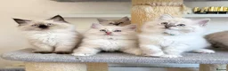 Ragdoll cats for sale: 1 Girl & 2 Boys - TICA Registered - Cuddly, Gentle - Advert 18