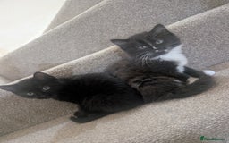 Mixed Breed cats for sale: 2 kittens looking for home - Advert 1
