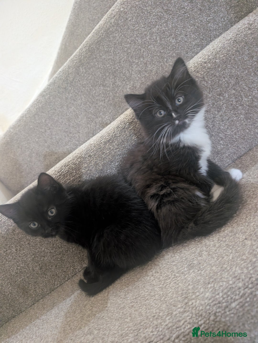 Mixed Breed cats for sale: 2 kittens looking for home - Advert 1
