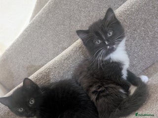 Mixed Breed cats 2 kittens looking for home - Advert 2