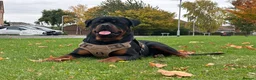 Rottweiler dogs for sale: Beautiful Rottweiler puppies  - Advert 2