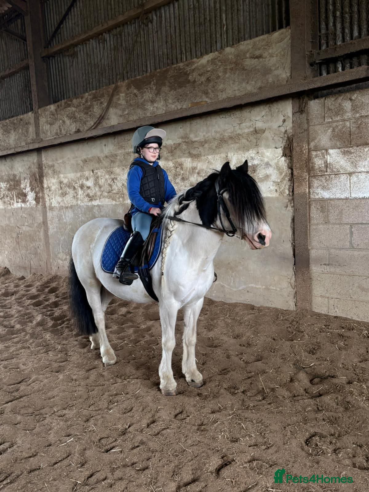Irish Cob horses Panda the Best Little  Mini Cob  - Advert 3