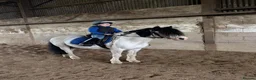 Irish Cob horses for sale: Panda the Best Little  Mini Cob  - Advert 1