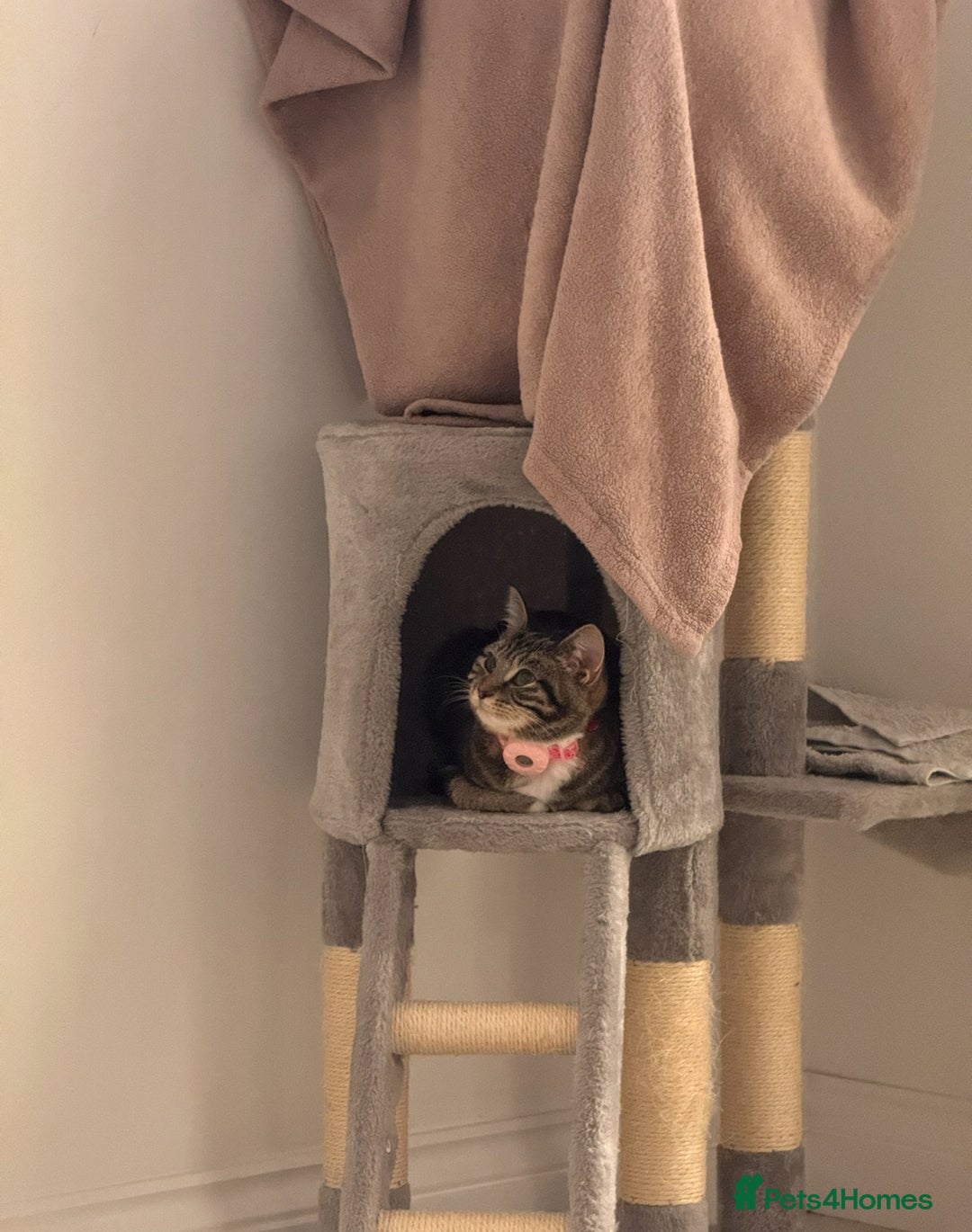 British Shorthair cats for sale: Loved Tabby Cat - 1 year old - Advert 3