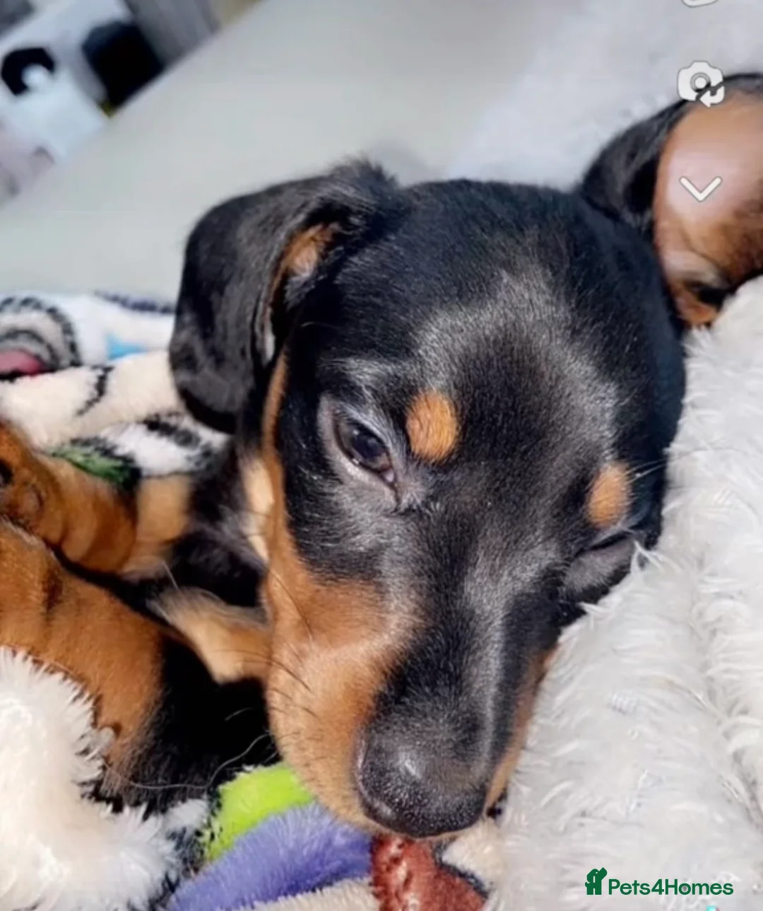 Miniature Dachshund dogs for stud: Slinky The Mini Sausage🖤🐶 - Advert 8