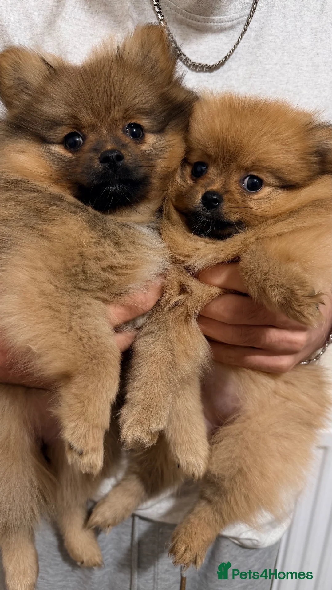 Pomeranian dogs for sale: Amazing Pomeranian puppies - Advert 10