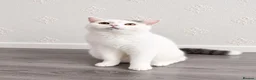 British Shorthair cats for sale: 🐾 Beautiful British Shorthair Girl - Advert 6