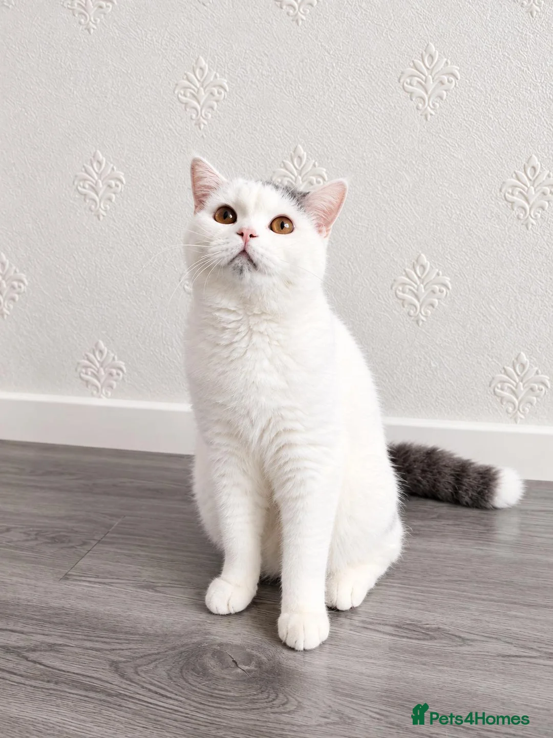 British Shorthair cats for sale: 🐾 Beautiful British Shorthair Girl - Advert 6