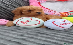 Miniature Poodle dogs for sale: Miniature tiny size poodles 1💙1🩷 - Image 6