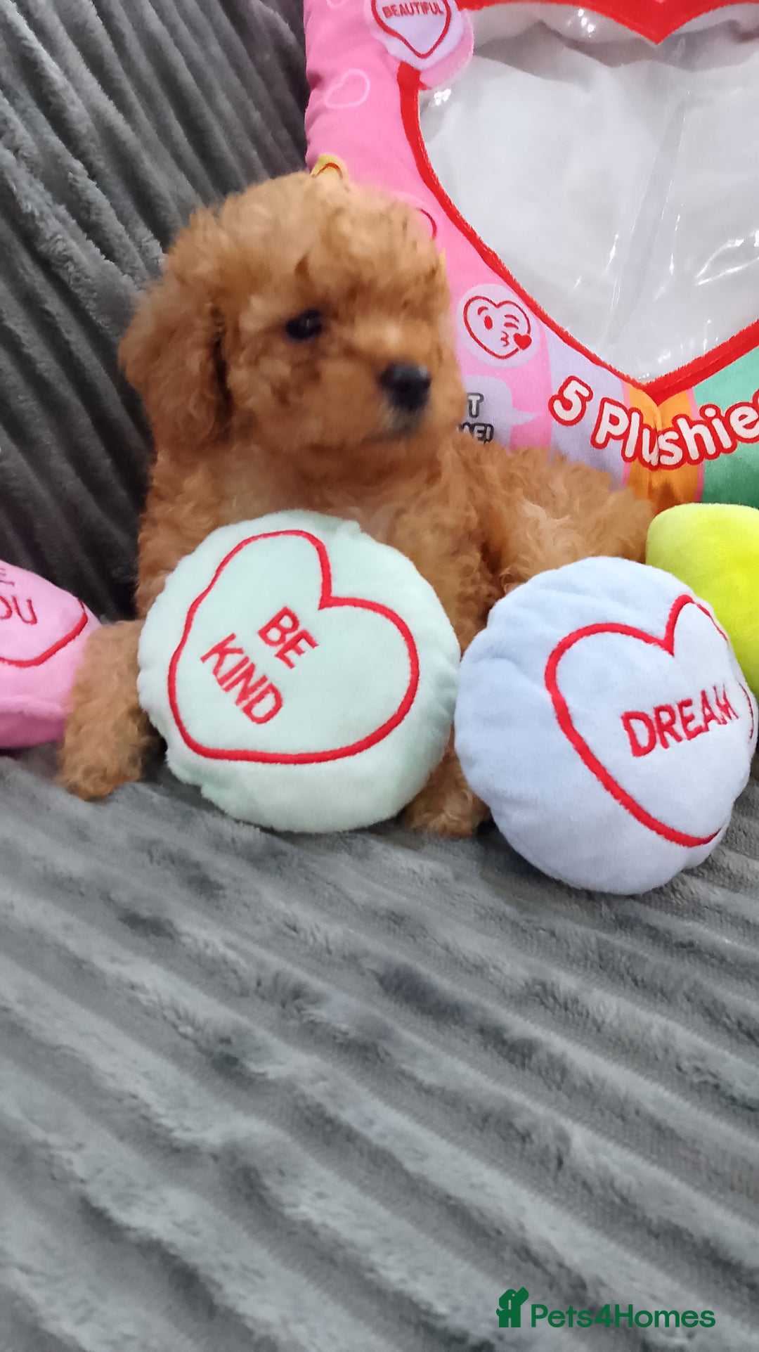 Miniature Poodle dogs for sale: Miniature tiny size poodles 1💙1🩷 - Image 6