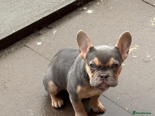 French Bulldog dogs KC french bulldog - Advert 8