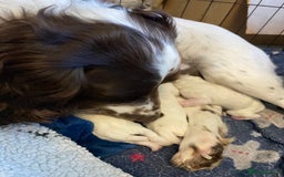 Sprocker dogs for sale: Stunning Sprocker puppies available  - Image 7