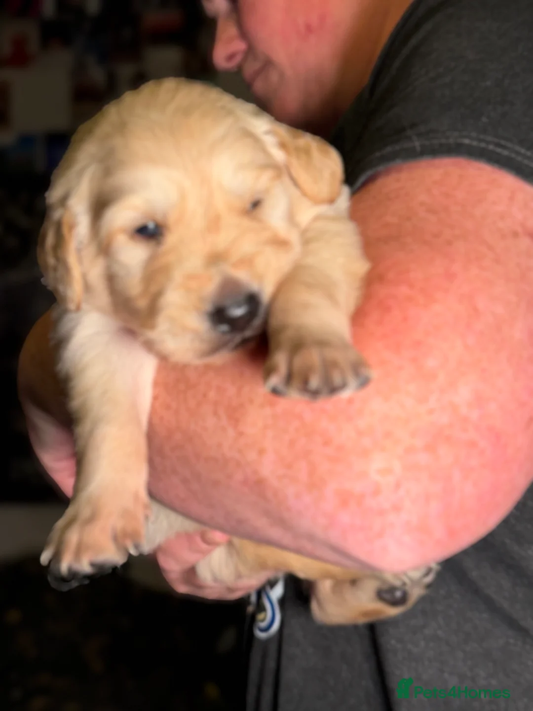 Golden Retriever dogs for sale: Beautiful KC Reg Golden Retrievers - Advert 15