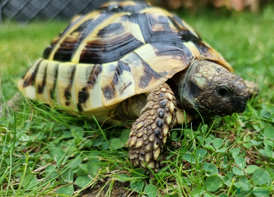 Tortoise reptiles for sale: Testudo Hermanni -tortoise for sale 7 years old - Image 13