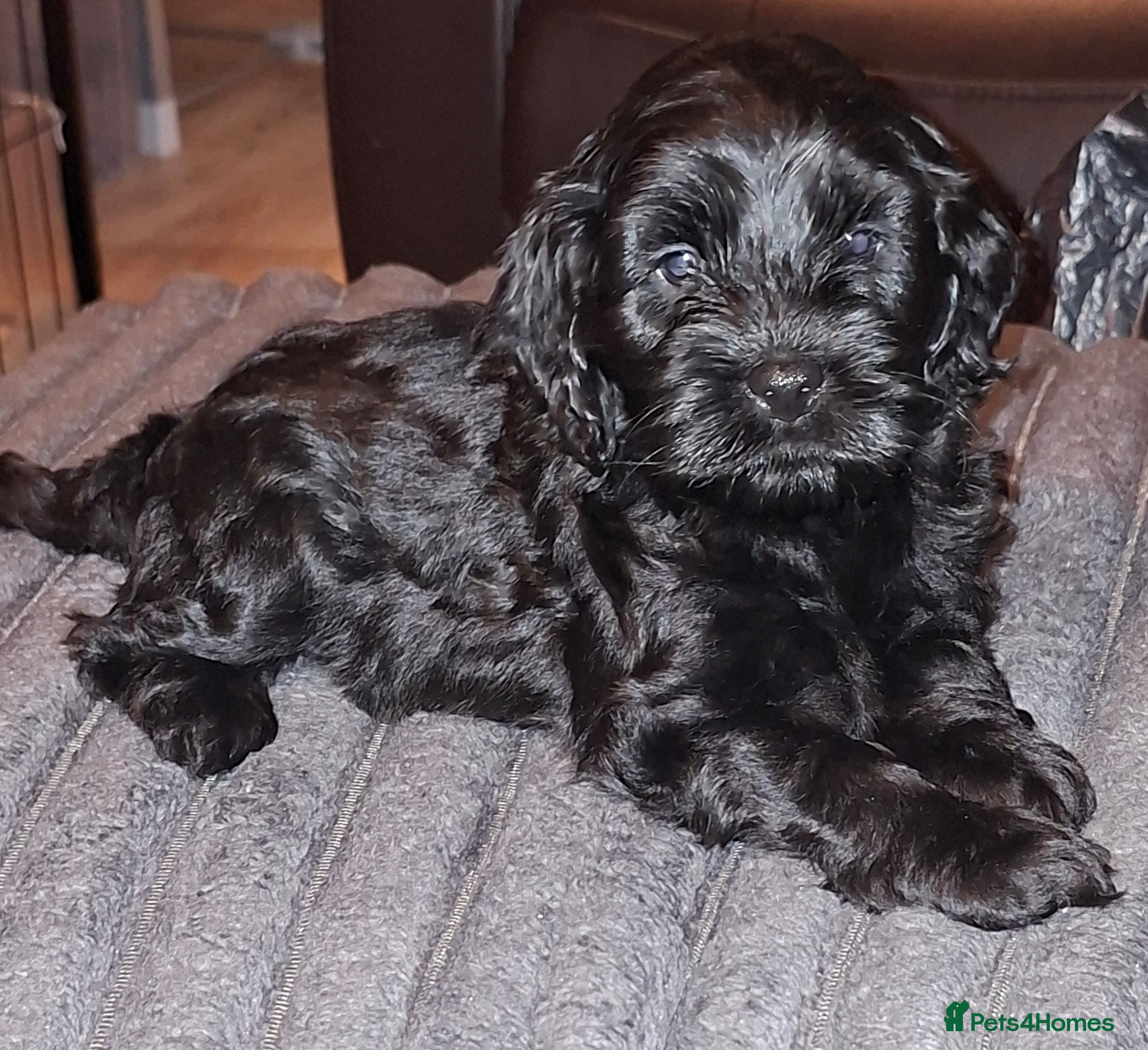 Cockapoo dogs *3 GIRLS LEFT* Beautiful miniature cockapoo pups  - Advert 17