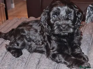 Cockapoo dogs *3 GIRLS LEFT* Beautiful miniature cockapoo pups - Advert 17