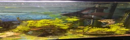 Angelfish fish for sale: LONG FIN GOLDEN ANGELS - Advert 9
