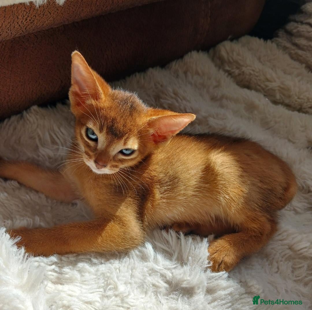 Abyssinian cats Abyssinian kittens for sale - Advert 4