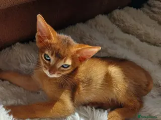 Abyssinian cats Abyssinian kittens for sale - Advert 4
