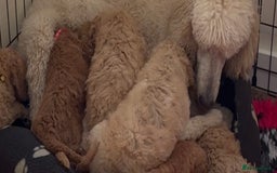 Cavapoo dogs for sale: Pups coming soon (F1) - Image 7