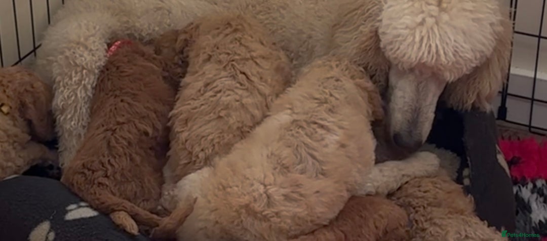 Cavapoo dogs for sale: Pups coming soon (F1) - Image 7