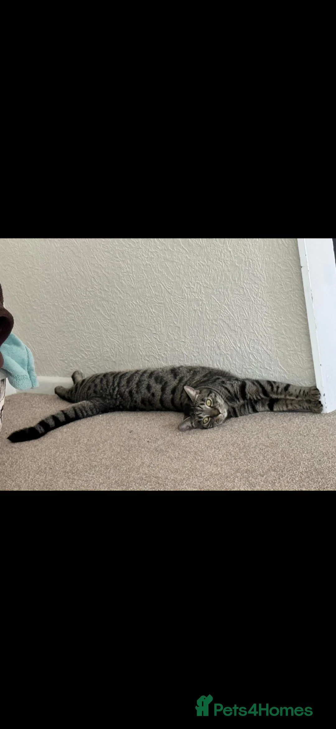 British Shorthair cats for sale: Re-home male cat - Advert 2