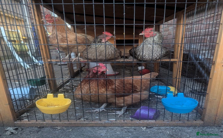 Chickens poultry in Mansfield - Advert 4