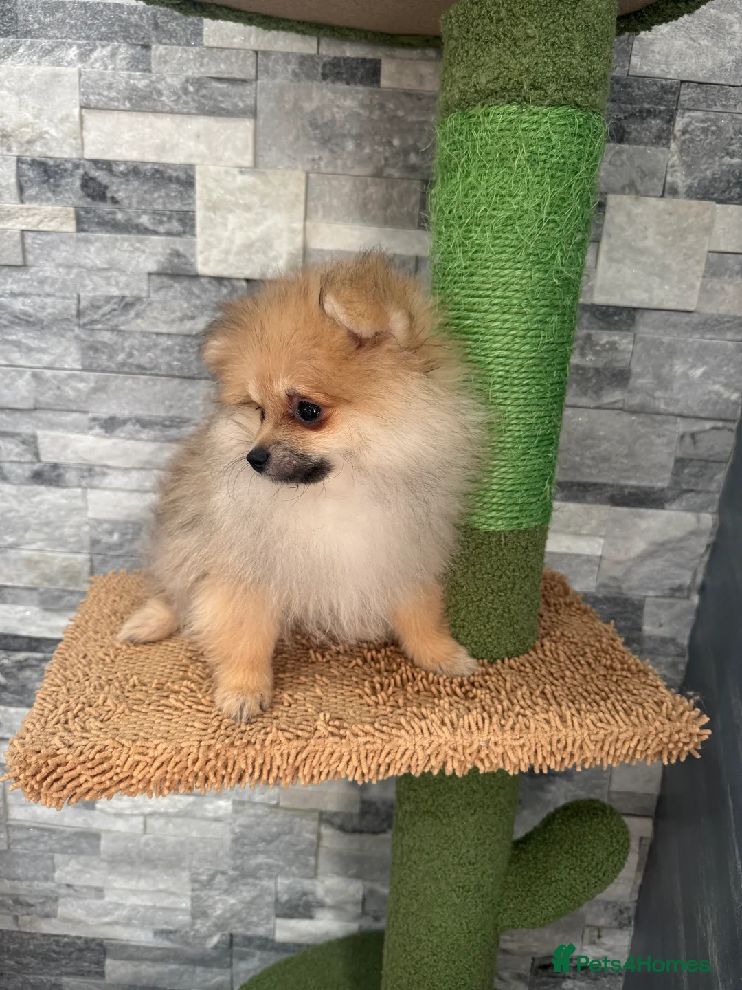 Pomeranian dogs for sale: KC registered boy! - Advert 14