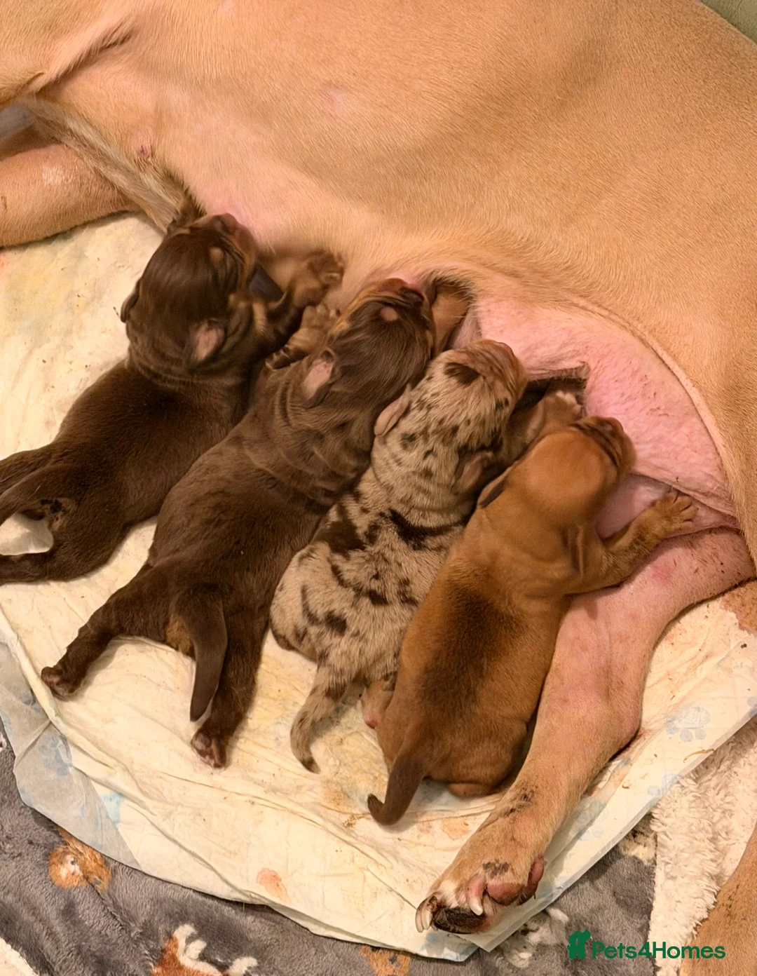Mixed Breed dogs for sale: Pocket bully x cockapoo puppies  - Advert 24
