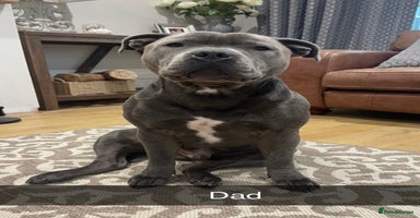 Staffordshire Bull Terrier dogs - Advert 13