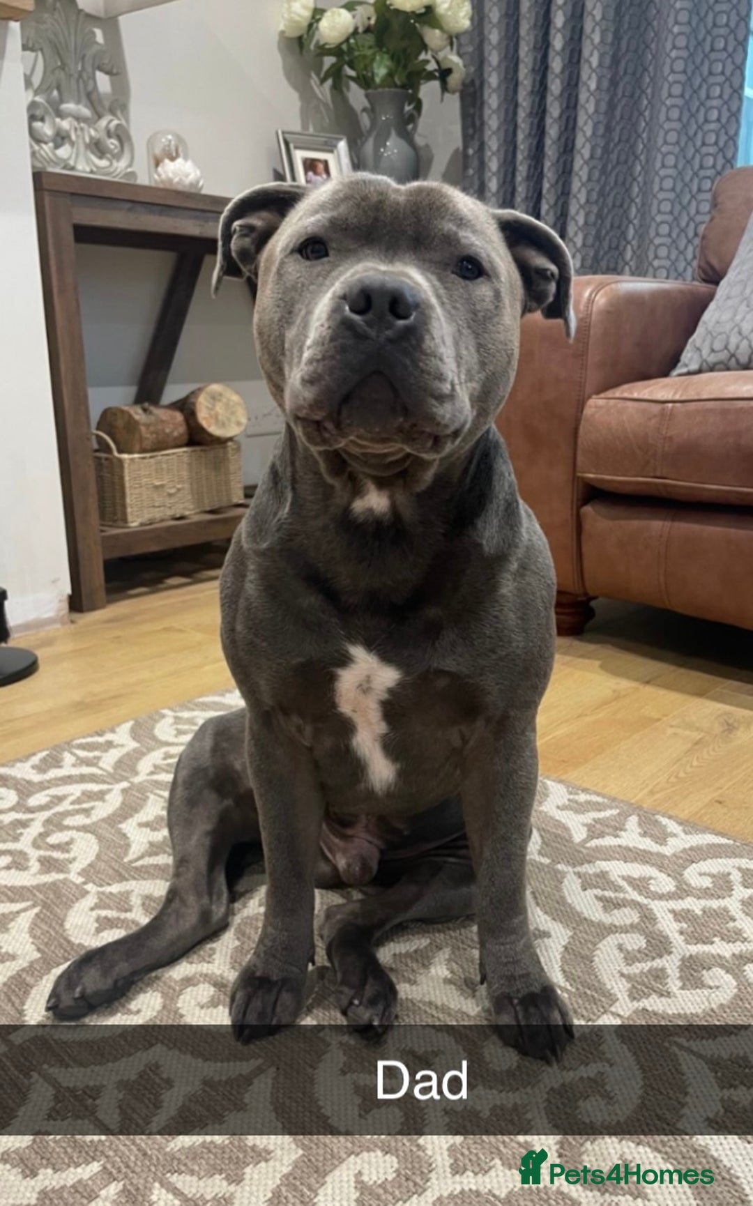 Staffordshire Bull Terrier dogs for sale: Blue Staffordshire bull terrier kc registered ❗️ - Image 2