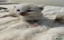 Ragdoll cats for sale: 3 beautiful ragdoll kittens - Image 4