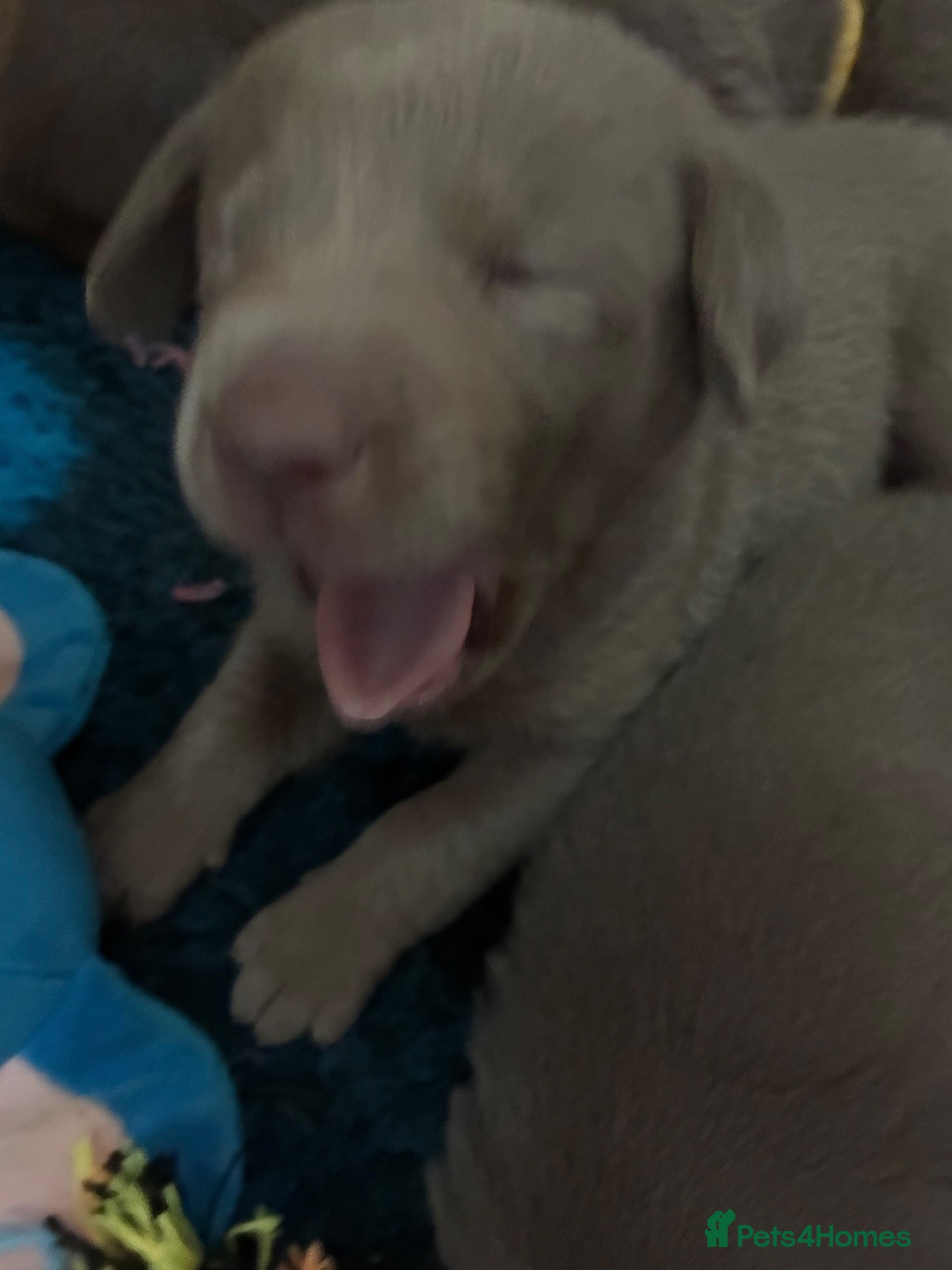 Labrador Retriever dogs for sale: Dna clear kc silver labrador pups  - Advert 5
