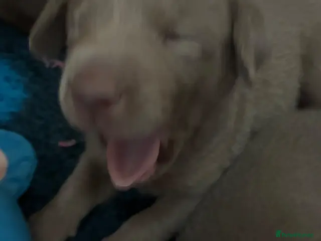 Labrador Retriever dogs for sale: Dna clear kc silver labrador pups - Advert 3