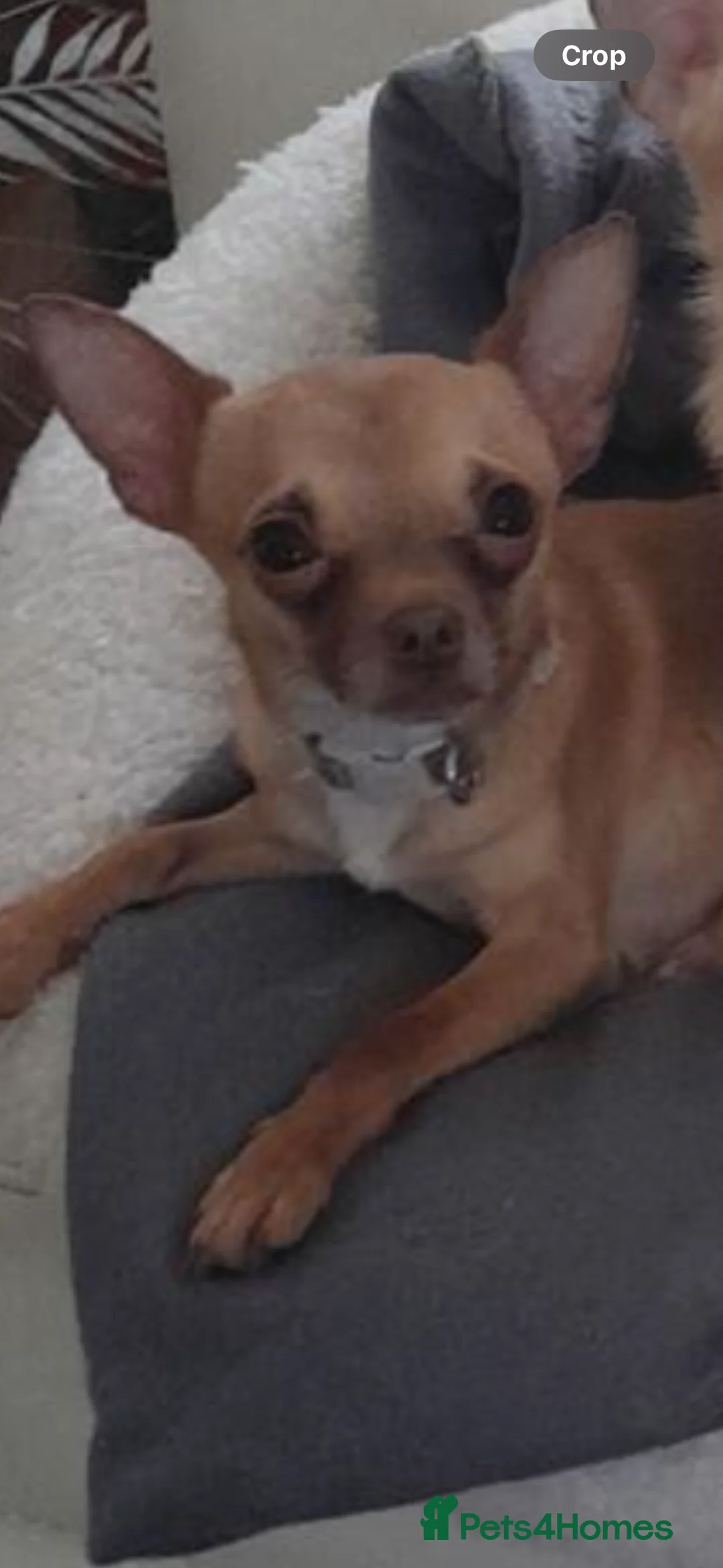 Chihuahua dogs for sale: Lovely little chihuahua boy  - Advert 2