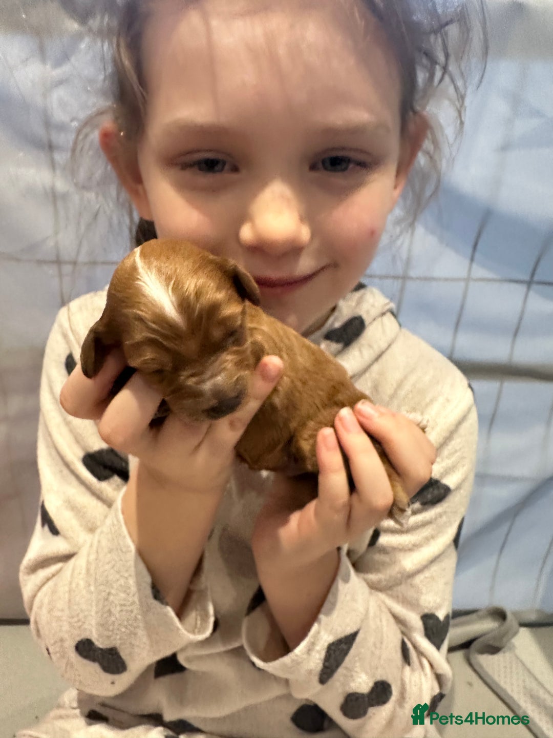 Cavapoo dogs for sale: Toy Cavapoo Puppies  - Advert 18