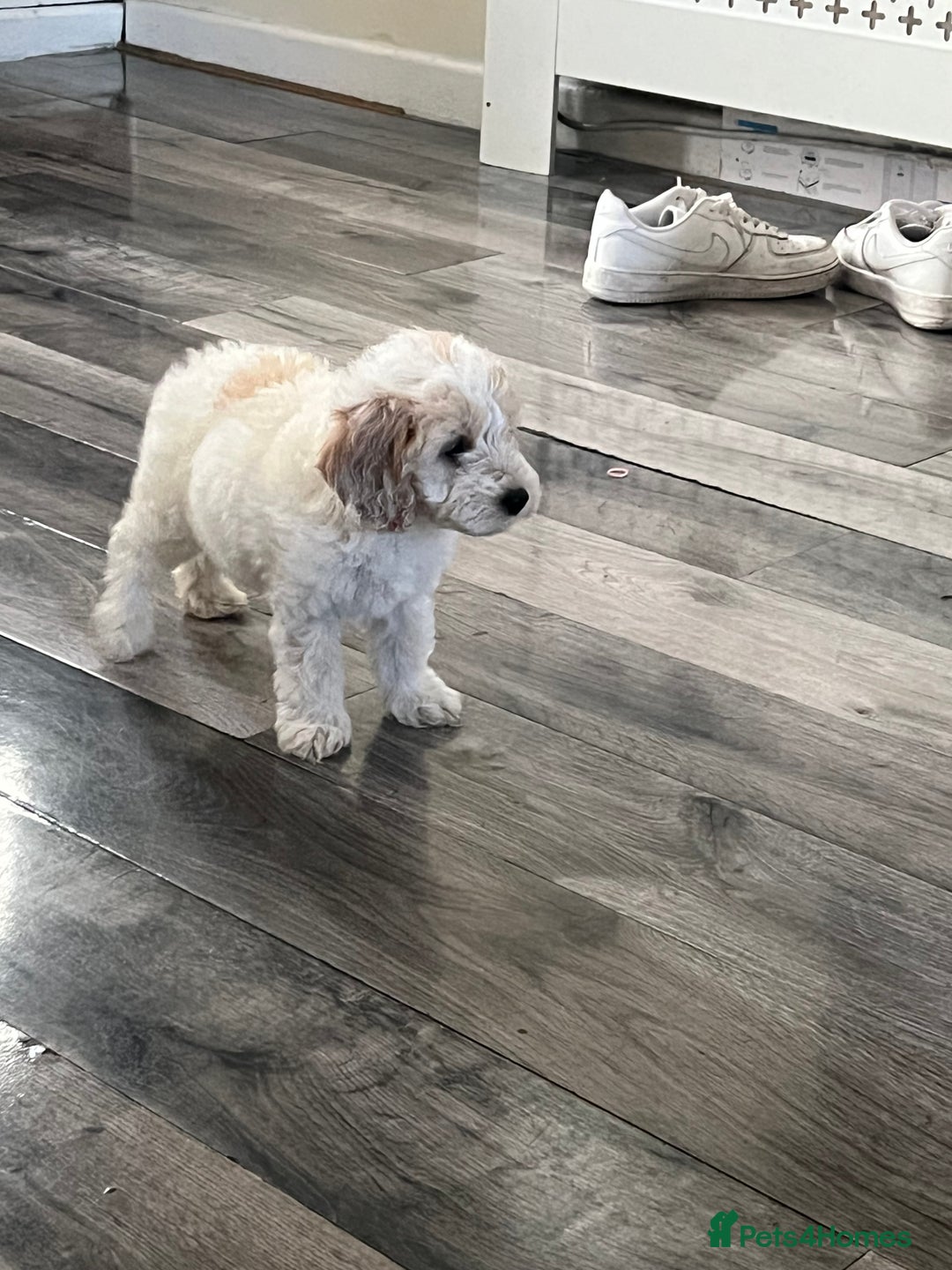 Cockapoo dogs for sale: Adorable Cockapoo Puppies Ready for Loving Homes - Image 6