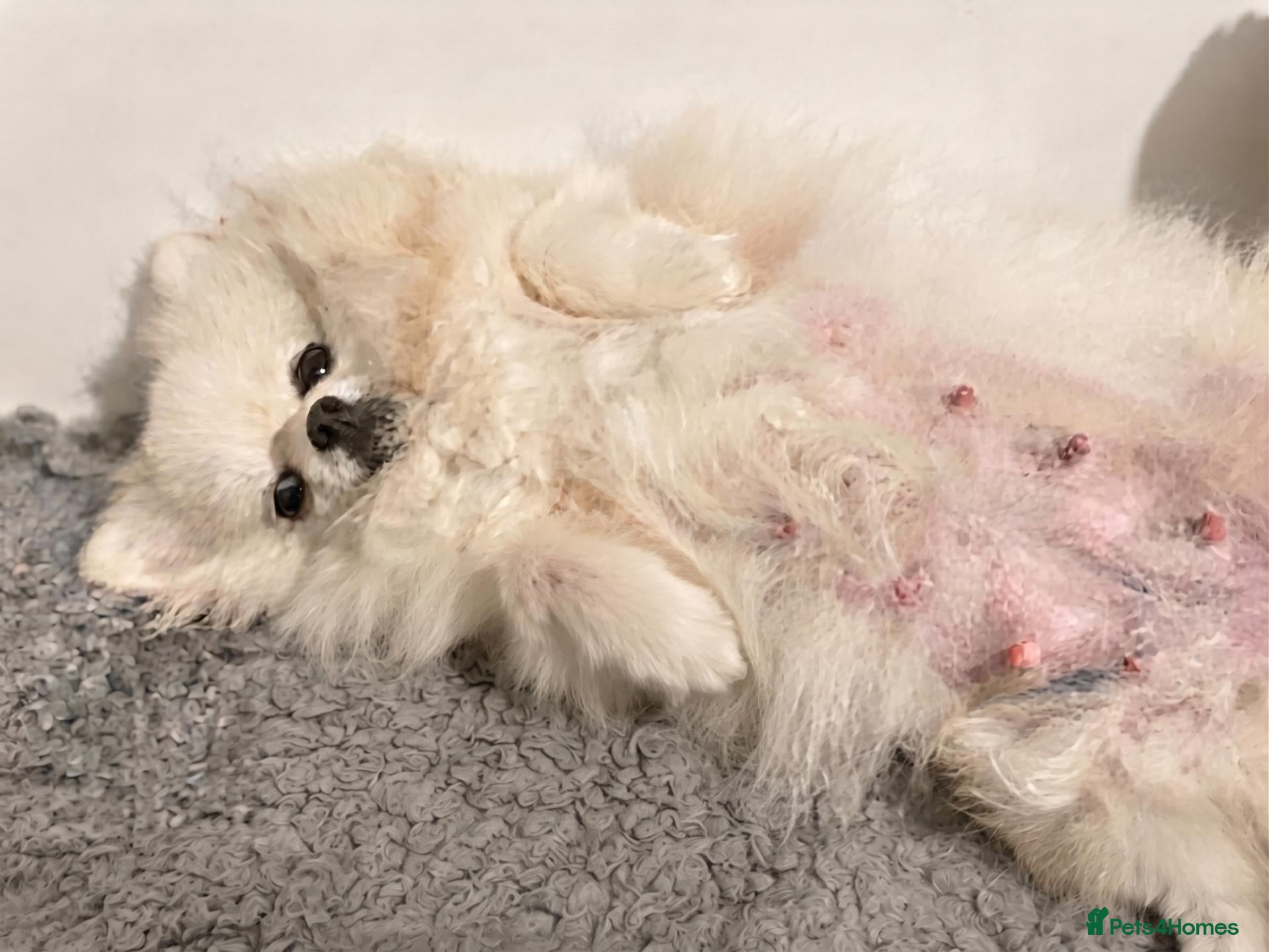 Pomeranian dogs Stunning Tiny Pomeranian Puppy Girl Available - Advert 1