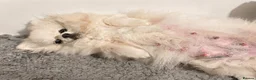 Pomeranian dogs for sale: Stunning Tiny Pomeranian Puppy Girl Available in London - Advert 1