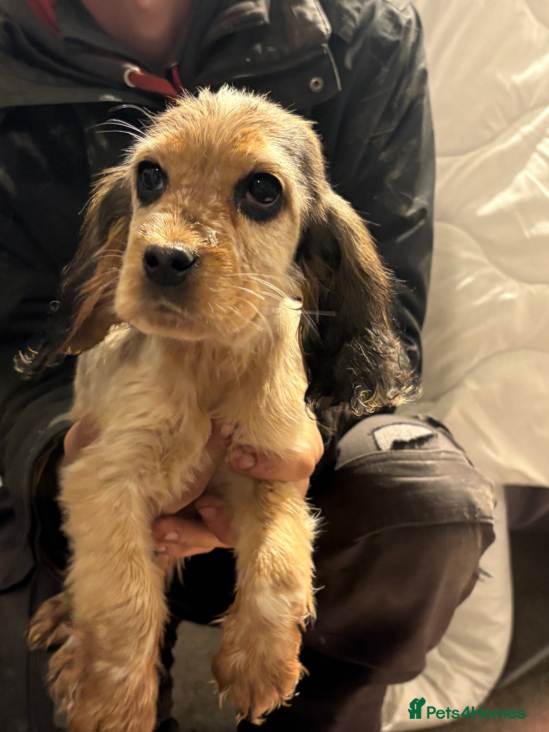 Cocker Spaniel dogs for sale: Show cocker spaniel puppies - Advert 3