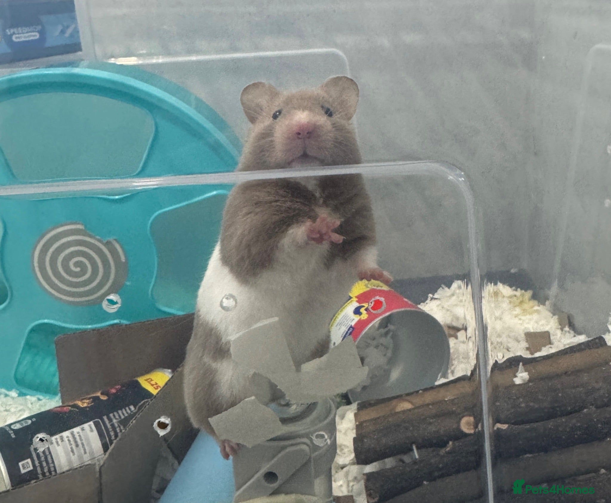 Hamster rodents Betsy and her accessories - Syrian Hamster - Advert 2