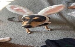 Mixed Breed dogs for sale: Stunning saluki greyhound puppies!  - Image 15