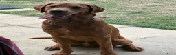 Labrador Retriever dogs for sale: Beautiful 7month old male fox red lab  - Advert 7