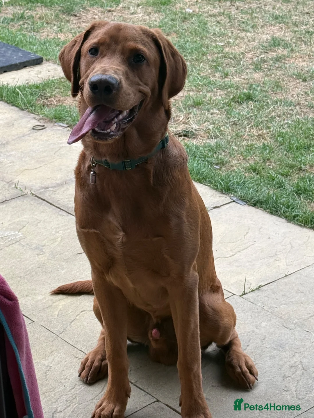 Labrador Retriever dogs for sale: Beautiful 7month old male fox red lab  - Advert 7