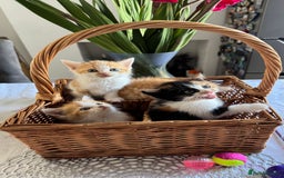 Persian cats for sale: Half Persian 3 Boys and 1 Girl  - Image 3