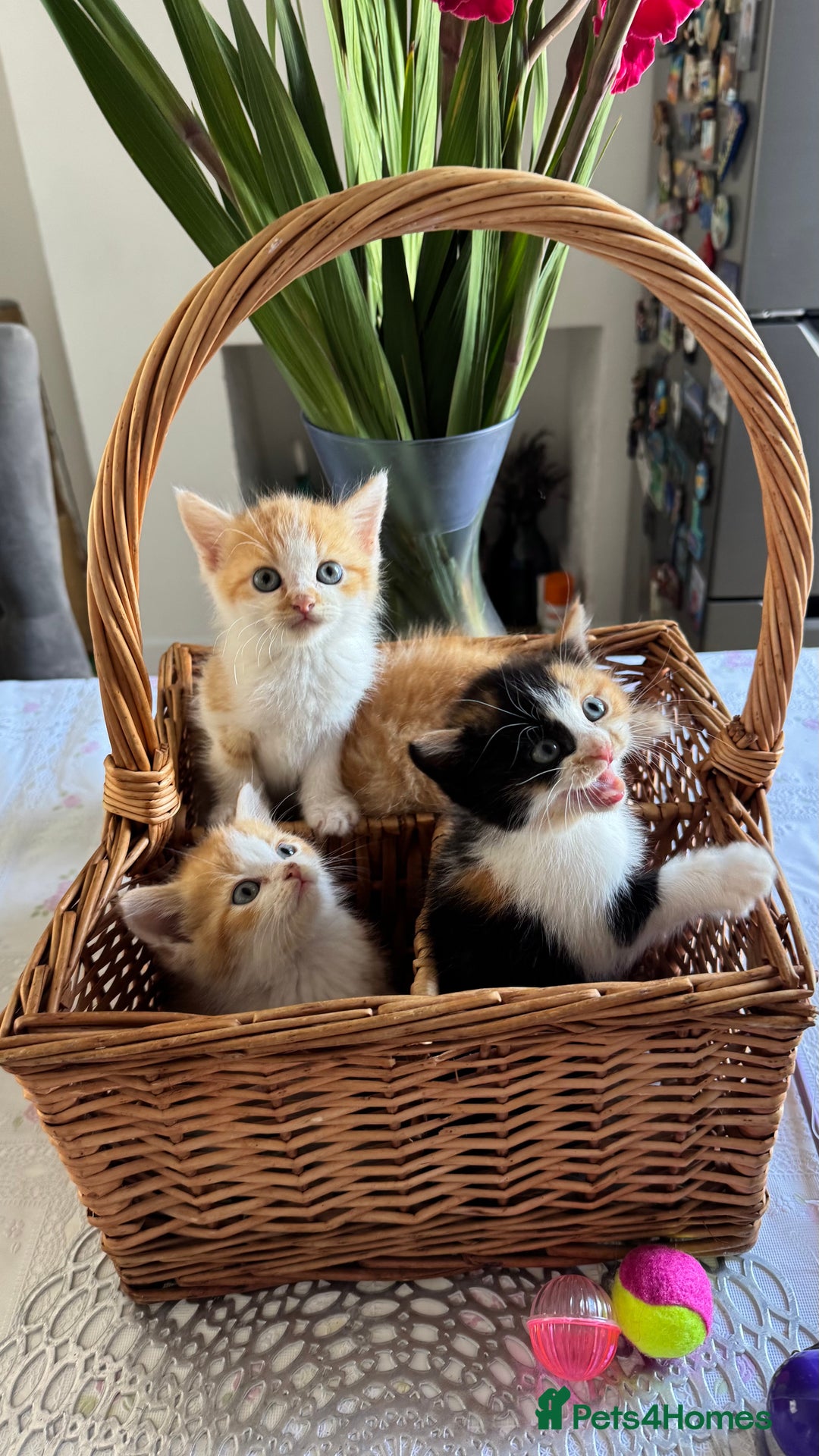 Persian cats for sale: Half Persian 3 Boys and 1 Girl  - Image 3