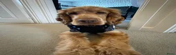 Cocker Spaniel dogs for sale: Beautiful working cocker spaniel- Blu  in Derby - Advert 5