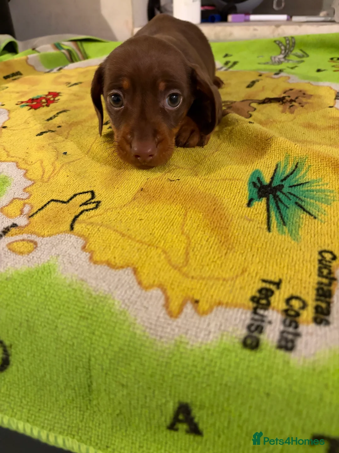 Miniature Dachshund dogs for sale: 2 mini dachshund boys left  - Advert 2