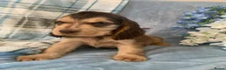 Cocker Spaniel dogs for sale: Show type cocker spaniel puppy’s  - Advert 1