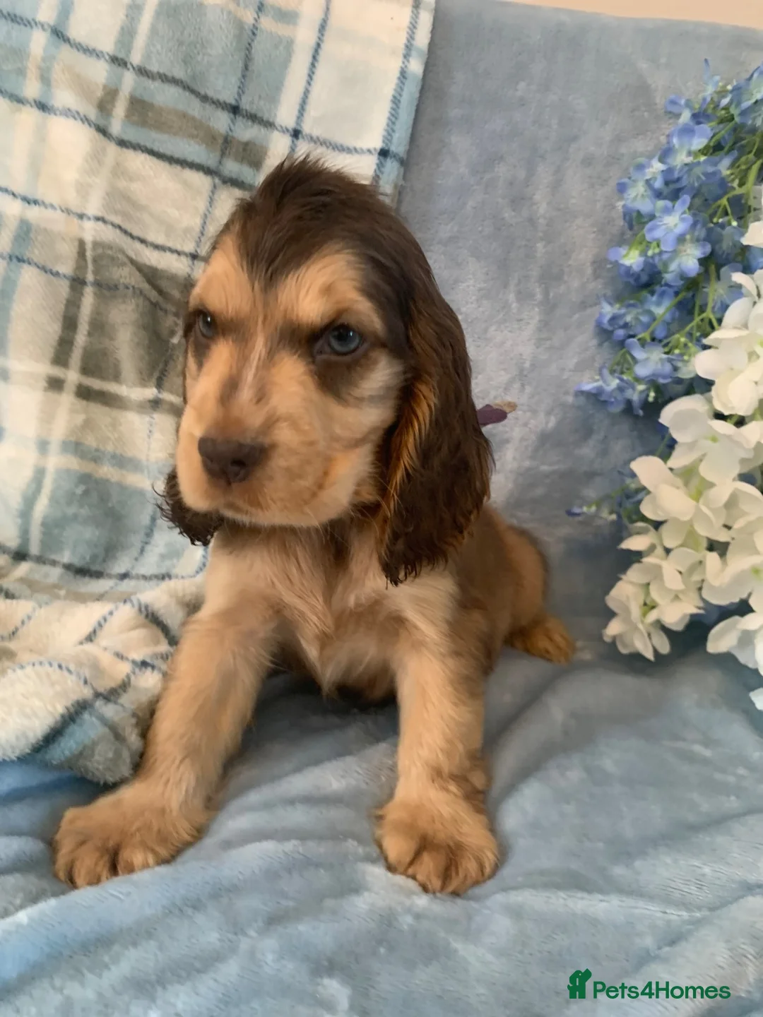 Cocker Spaniel dogs for sale: Show type cocker spaniel puppy’s  - Advert 1